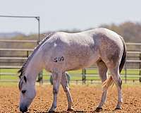 roping-quarter-horse