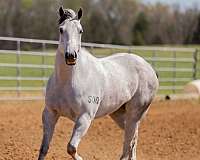 show-quarter-horse