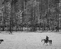trail-quarter-horse
