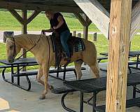 athletic-quarter-horse