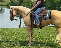 flashy-quarter-horse