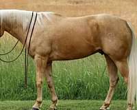 husband-safe-quarter-horse