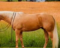 performance-quarter-horse