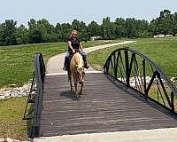 ranch-quarter-horse