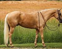 roping-quarter-horse