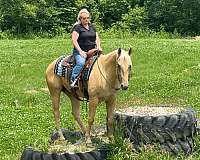 ranch-work-quarter-horse