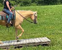 show-quarter-horse