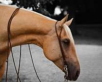 trail-quarter-horse