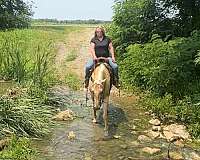trail-riding-quarter-horse