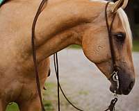 western-riding-quarter-horse