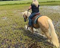 working-cattle-quarter-horse