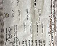 palomino-quarter-horse-gelding