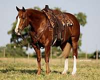 calf-roping-quarter-horse