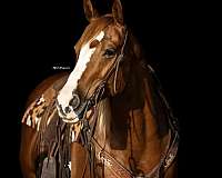 athletic-quarter-horse