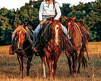 flashy-quarter-horse