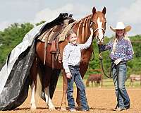 husband-safe-quarter-horse