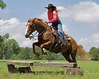 performance-quarter-horse