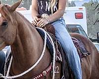 ranch-versatility-quarter-horse