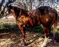 ridden-english-quarter-horse