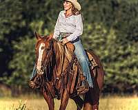 ridden-western-quarter-horse
