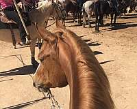 ranch-work-quarter-horse