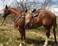trail-quarter-horse