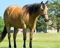 athletic-quarter-horse
