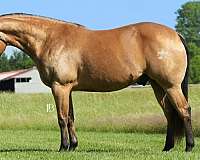 flashy-quarter-horse