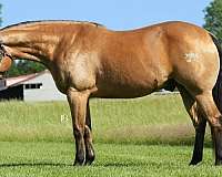 husband-safe-quarter-horse