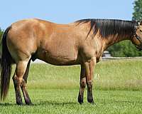 jumping-quarter-horse