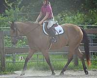 ranch-quarter-horse