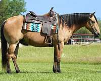 lesson-quarter-horse