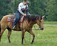 ranch-work-quarter-horse