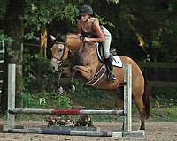 ridden-english-quarter-horse