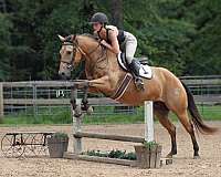 ridden-western-quarter-horse