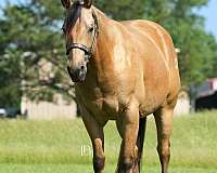 show-quarter-horse
