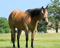 trail-quarter-horse