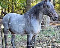 r-tennessee-walking-horse