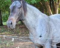 boned-stallion