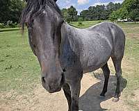 charlotte-stallion
