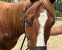 14-hand-quarter-horse-gelding