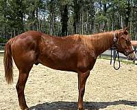 sorrel-quarter-horse-gelding