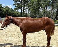 sorrel-gelding-for-sale