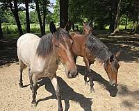 tennessee-walking-filly