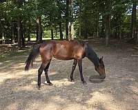 tennessee-walking-horse-for-sale