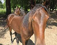 tennessee-walking-horse