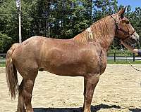red-roan-belgian-gelding