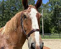 red-roan-gelding-for-sale