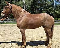 red-roan-roan-harness-horse