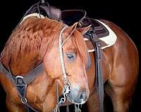 flashy-quarter-horse